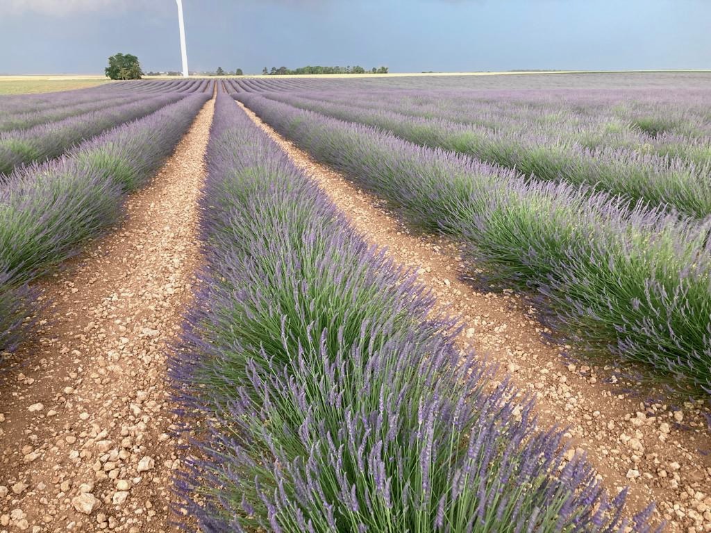 lavande.jpeg